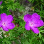 Цветове на Здравец кръвен - Geranium sanguineum L.