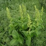 Random image: Чемерика лечебно растение - Veratrum lobelianum