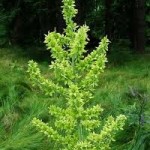 Random image: Чемерика стебло - Veratrum lobelianum