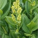 Random image: Чемерика цвят- Veratrum lobelianum