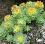 Random image: билка Златен корен - Rhodiola rosea L.