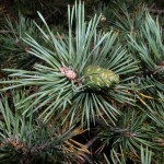 Билка Бял бор - Pinus sylvestris