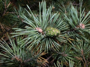 Билка Бял бор - Pinus sylvestris