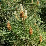 Random image: Бял бор - Pinus sylvestris