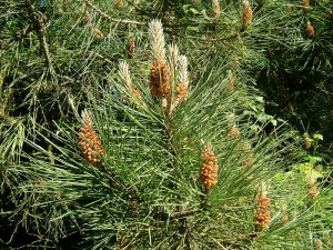 Бял бор - Pinus sylvestris