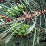 Бял бор клонка - Pinus sylvestris