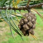 Random image: Бял бор шишарка- Pinus sylvestris