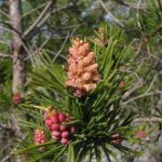 Лечебно растение Бял бор - Pinus sylvestris