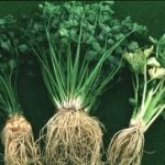 Целина лечебно растение - Apium graveolens