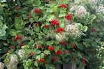 Червена калина лечебно растение - Viburnum opulus