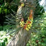 Шишарки на Бял бор - Pinus sylvestris