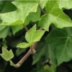 Бръшлян клонка - Hedera helix