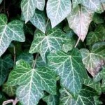 Random image: Бръшлян листа - Hedera helix