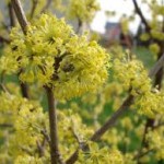 Обикновен дрян клонки - Cornus mas