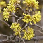 Random image: Обикновен дрян цвят- Cornus mas