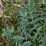 Ливадно орехче листа– Filipendila vulgaris