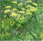 Random image: Резене цвят - Foeniculum vulgare