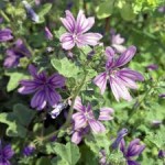 Горски слез билка– Malva sylvestris L.