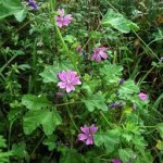 Горски слез в природата– Malva sylvestris L.