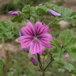 Горски слез цвят– Malva sylvestris L.