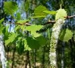 Трепетлика билка - Populus Tremula L.