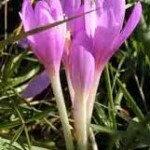 Мразовец - Colchicum automnale