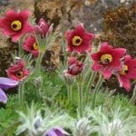 Полска съсънка – Anemone pulsatilla