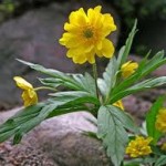 Билка Жълта съсънка - Anemone ranunculoides