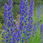 Билка Обикновено усойниче - Echium vulgare L.