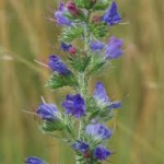 Билка Обикновено усойниче цвят - Echium vulgare L.