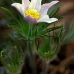 Билка Полска съсънка – Anemone pulsatilla