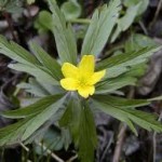 Жълта съсънка в природата- Anemone ranunculoides