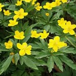Жълта съсънка лист- Anemone ranunculoides