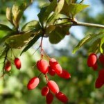 Random image: Кисел трън билка - Berberis vulgaris L.