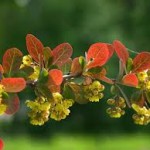 Кисел трън листа - Berberis vulgaris L.