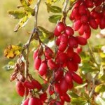 Random image: Кисел трън плод - Berberis vulgaris L.