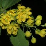 Кисел трън цвят - Berberis vulgaris L.