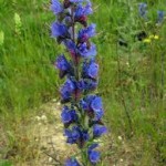 Лечебно растение Обикновено усойниче - Echium vulgare L.