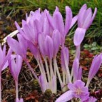 Random image: Мразовец билка - Colchicum automnale