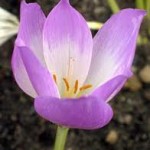 Random image: Мразовец цвят - Colchicum automnale