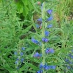 Обикновено усойниче билка- Echium vulgare L.