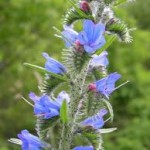 Random image: Обикновено усойниче цвят - Echium vulgare L.