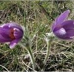 Random image: Полска съсънка билка– Anemone pulsatilla