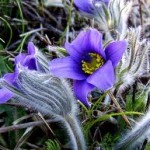 Random image: Полска съсънка в природата– Anemone pulsatilla