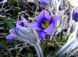 Полска съсънка в природата– Anemone pulsatilla