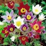 Полска съсънка магия на цветовете– Anemone pulsatilla