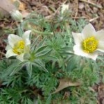 Полска съсънка растение– Anemone pulsatilla