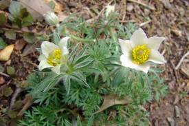Полска съсънка растение– Anemone pulsatilla