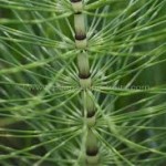 Random image: Полски хвощ стебло - Equsetum arvensis