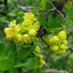 билка Кисел трън - Berberis vulgaris L.